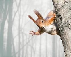 localização de esquilo vermelho curioso na árvore