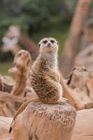 meerkat no zoológico foto