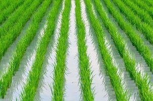 linha de campo de arroz em casca verde jovem com água na área rural da tailândia foto