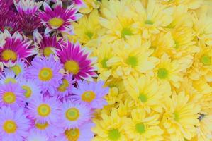 amarelo colorido, roxo claro e misturar flor de crisântemo branco roxo foto