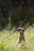 meerkat foto