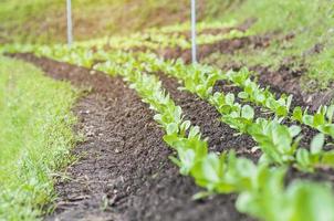 linha de terra agrícola de repolho chinês plantando vegetais para comer e vender - conceito de fundo de pequenas empresas agrícolas foto