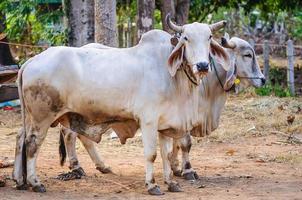 vaca em uma área rural de chiang mai tailândia foto