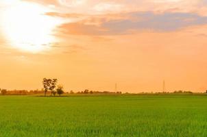 paisagem de foco suave de céu nublado e luz do sol laranja com campo de arroz verde jovem na tailândia foto