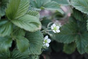 flores de morango de jardim, foco seletivo. jardinagem e agricultura.berries plantas em flor foto