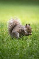 esquilo na grama foto