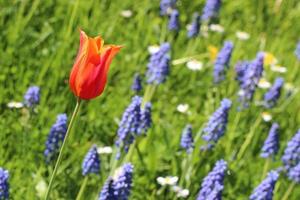 tulipa com campo de jacintos no fundo foto