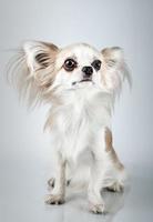 chihuahua de cabelos compridos. cão pequeno sentado, olhando para a câmera