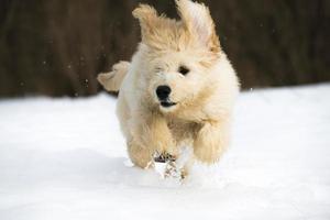 filhote de cachorro na neve foto