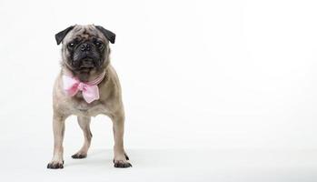 cão triste do pug do animal de estimação com gravata