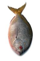 peixe fusilier savelha, isolado no fundo branco