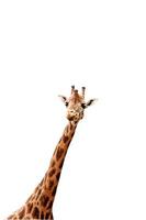 girafa foto