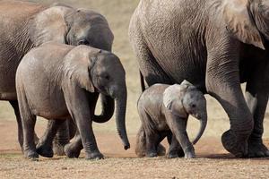 manada de elefantes africanos foto
