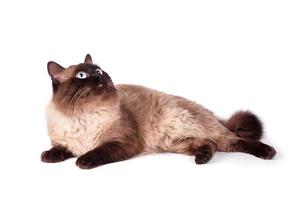 retrato de um gato siamês foto
