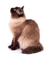 retrato de um gato siamês foto