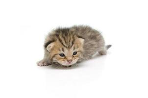gatinho malhado recém-nascido em fundo branco foto