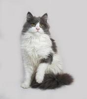 fofo gatinho cinzento e branco, sentado na cinza