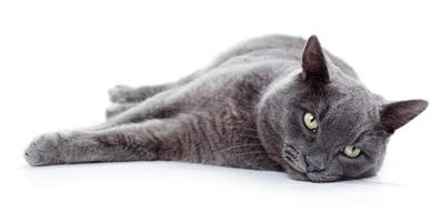 gato maltês de olhos verdes, também conhecido como o azul britânico foto
