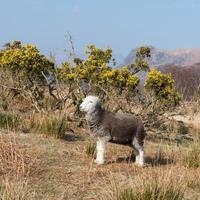 sheepwick sheep - distrito do lago, uk