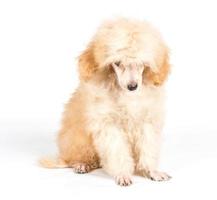 retrato de cachorrinho poodle de damasco em um fundo branco foto