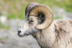 ovelha de montanha rochosa (ovis canadensis) foto