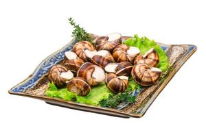 caracóis escargot em um prato foto