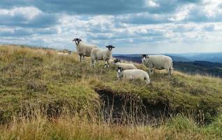 rebanho de ovelhas