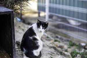 gatos abandonados na rua foto