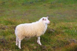 a ovelha islandesa