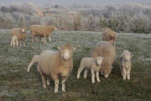 ovelhas e cordeiros pastando foto