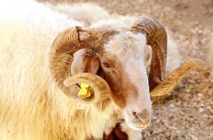 retrato de uma ovelha awassi foto