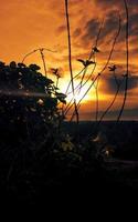 dramático pôr do sol com silhueta de grama e grama foto