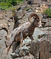 carneiros selvagens, escolhendo seu caminho sobre rochas em yellowstone np