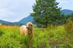 ovelhas em uma paisagem de verão