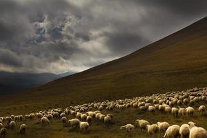 rebanho de ovelhas em um fundo de paisagem dramática foto