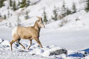 ovelha de montanha rochosa (ovis canadensis) foto