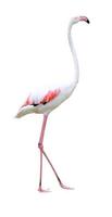 flamingo pássaro andando sobre um fundo branco