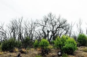 efeitos do fogo em uma floresta foto