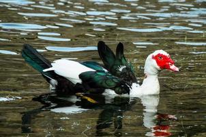 pato de muscovy nadando foto