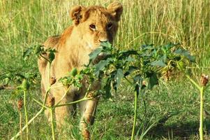 filhotes de leão em masai mara foto