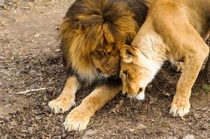 poderoso leão e leoa foto