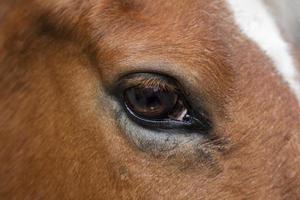 olho de cavalo - close-up