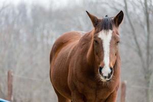 retrato de um cavalo foto