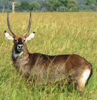 antilope em kenia (masai mara) foto