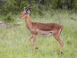 antílope da impala foto