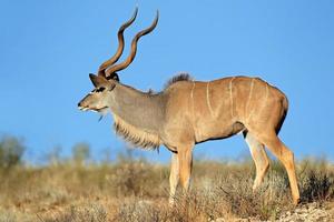 antílope kudu foto
