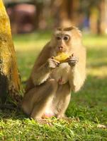 macaco comendo banana foto