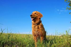 retrato de cachorro golden retriever foto