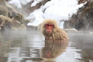 macaco da neve