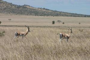 gazela da concessão, (nanger granti), savana africana, serengeti, tanzânia foto